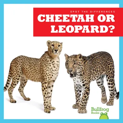 Guépard ou léopard ? - Cheetah or Leopard?