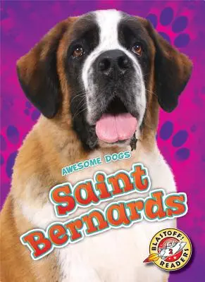 Saint-Bernard - Saint Bernards