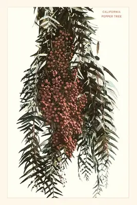 Journal d'époque Baies de poivre de Californie - The Vintage Journal California Pepper Berries