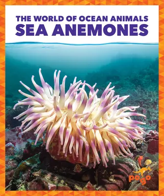 Anémones de mer - Sea Anemones