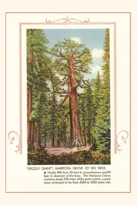 Journal d'époque Géant grizzly, Mariposa Big Trees - The Vintage Journal Grizzly giant, Mariposa Big Trees