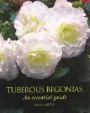 Les bégonias tubéreux - un guide essentiel - Tuberous Begonias - An Essential Guide