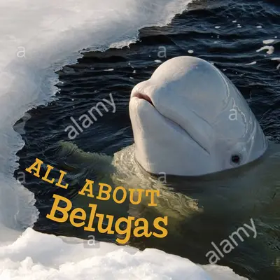 Tout sur les bélugas : Édition anglaise - All about Belugas: English Edition