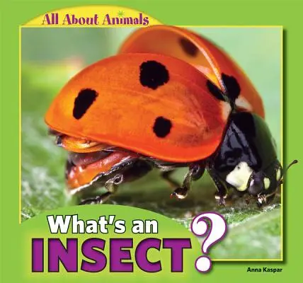 Qu'est-ce qu'un insecte ? - What's an Insect?