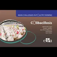 Colibacillose - Principaux défis dans l'élevage de volailles - Colibacillosis - Main Challenges in Poultry Farming