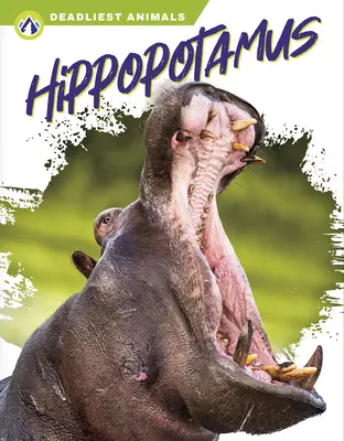 Hippopotame - Hippopotamus