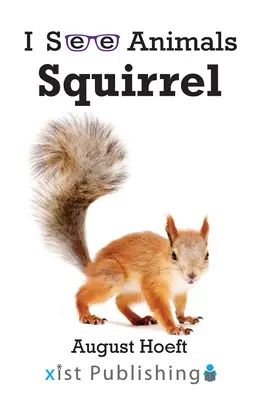 Écureuil - Squirrel