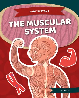 Le système musculaire - The Muscular System