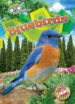 Les oiseaux bleus - Bluebirds