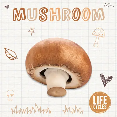 Champignon - Mushroom