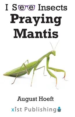 Mante religieuse - Praying Mantis