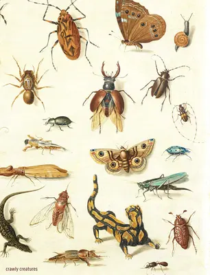 Les créatures rampantes : Représentation et appréciation des insectes et autres bestioles dans l'art et la science - Crawly Creatures: Depiction and Appreciation of Insects and Other Critters in Art and Science