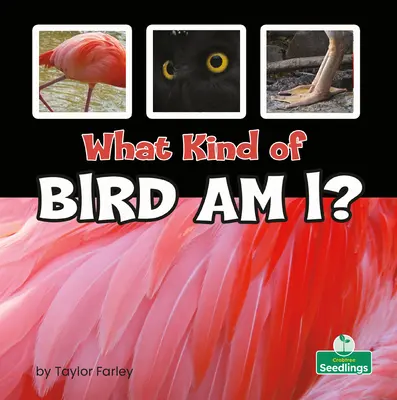 Quel genre d'oiseau suis-je ? - What Kind of Bird Am I?