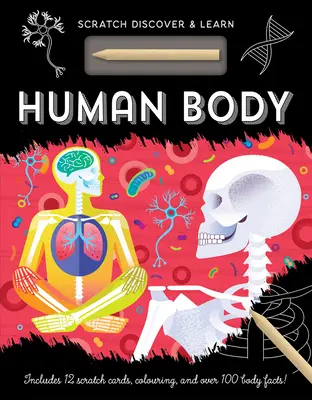 Le corps humain - Human Body