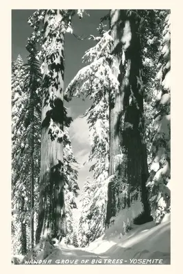 Journal d'époque Wawona Grove of Big Trees, Yosemite - Vintage Journal Wawona Grove of Big Trees, Yosemite