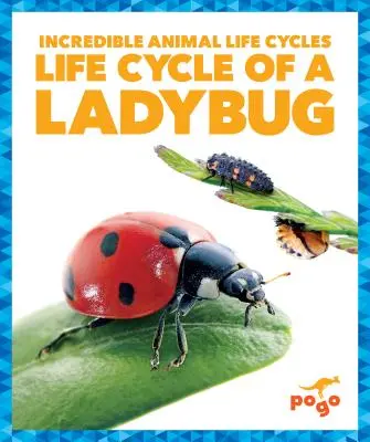 Cycle de vie d'une coccinelle - Life Cycle of a Ladybug