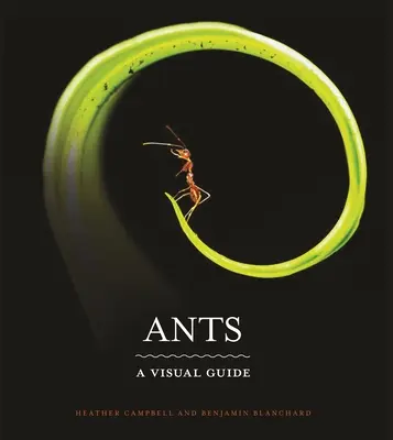 Fourmis : Un guide visuel - Ants: A Visual Guide