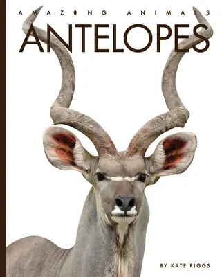 Antilopes - Antelopes