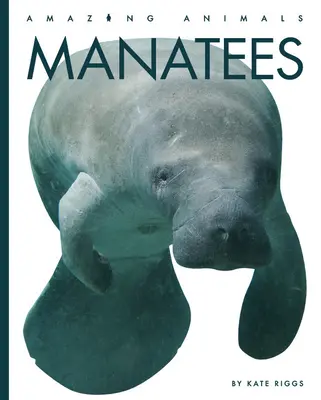 Lamantins - Manatees