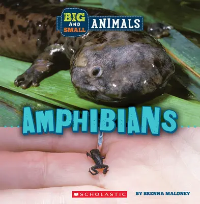 Amphibiens (Le monde sauvage : petits et grands animaux) - Amphibians (Wild World: Big and Small Animals)