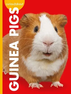 Curieux au sujet des cochons d'Inde - Curious about Guinea Pigs