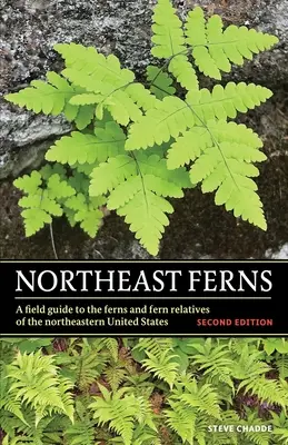 Fougères du nord-est - Northeast Ferns