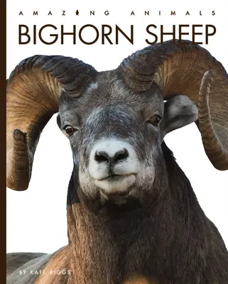 Moutons d'Amérique - Bighorn Sheep