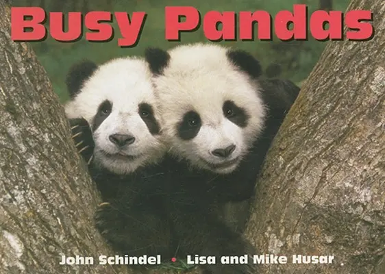 Pandas occupés - Busy Pandas