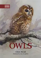 Chouettes et hiboux - Owls