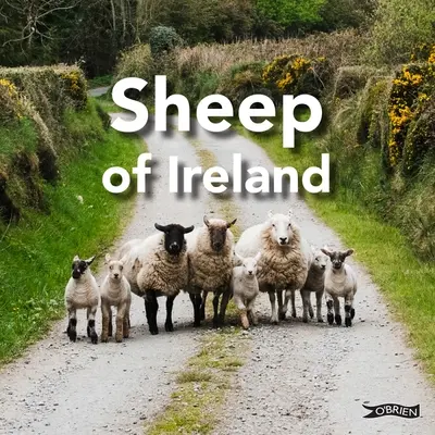 Les moutons d'Irlande - Sheep of Ireland