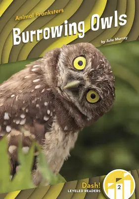 Chouette des terriers - Burrowing Owls