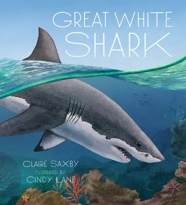 Grand requin blanc - Great White Shark