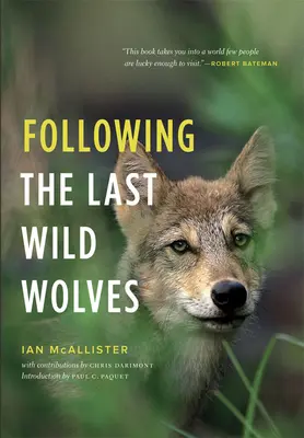 Suivre les derniers loups sauvages - Following the Last Wild Wolves