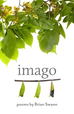 Imago