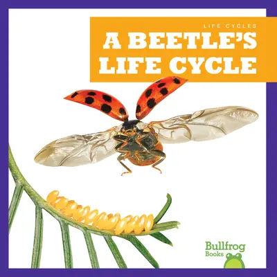 Le cycle de vie d'un coléoptère - A Beetle's Life Cycle