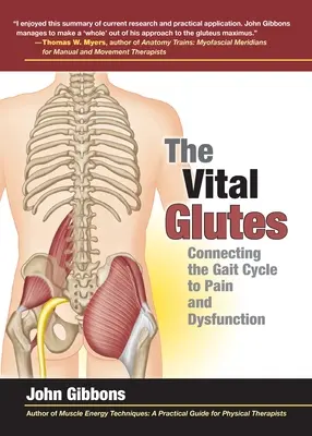 Les fessiers vitaux : Relier le cycle de la marche à la douleur et au dysfonctionnement - The Vital Glutes: Connecting the Gait Cycle to Pain and Dysfunction