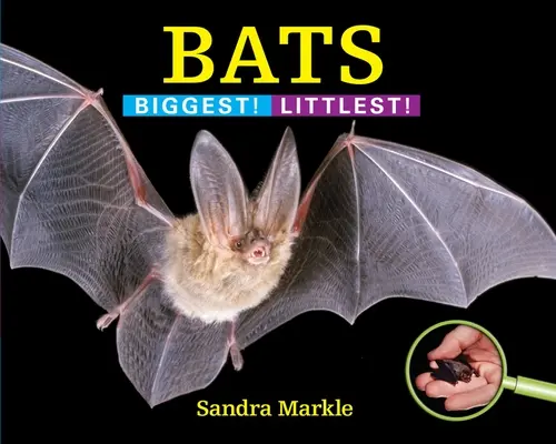 Chauves-souris : Les plus grandes ! Le plus petit ! - Bats: Biggest! Littlest!