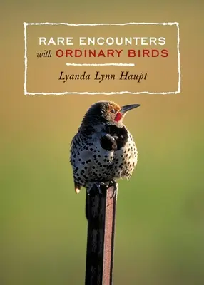 Rencontres rares avec des oiseaux ordinaires - Rare Encounters with Ordinary Birds