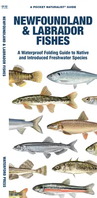 Poissons de Terre-Neuve et du Labrador : Un guide étanche et pliable des espèces d'eau douce indigènes et introduites - Newfoundland & Labrador Fishes: A Waterproof Folding Guide to Native and Introduced Freshwater Species