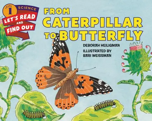 De la chenille au papillon - From Caterpillar to Butterfly