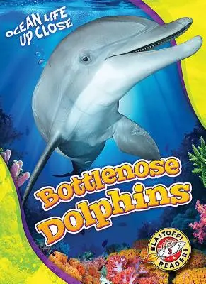 Les grands dauphins - Bottlenose Dolphins