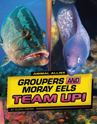 Les mérous et les murènes font équipe ! - Groupers and Moray Eels Team Up!