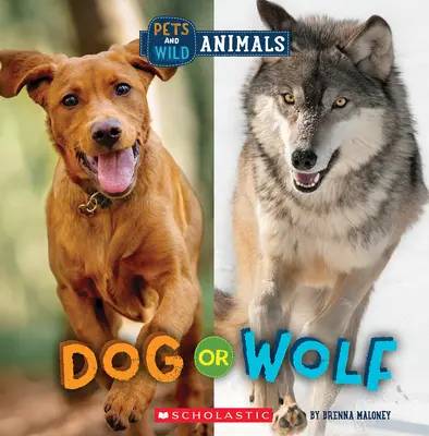 Chien ou Loup (Le monde sauvage : animaux de compagnie et animaux sauvages) - Dog or Wolf (Wild World: Pets and Wild Animals)