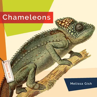 Caméléons - Chameleons