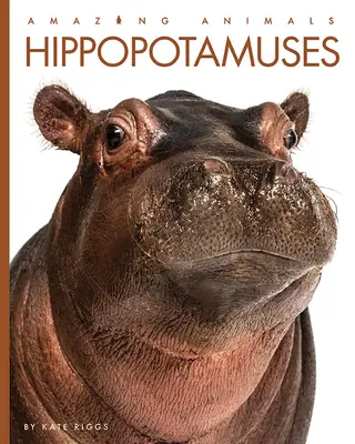 Hippopotames - Hippopotamuses