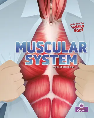 Système musculaire - Muscular System