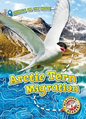 Migration des sternes arctiques - Arctic Tern Migration