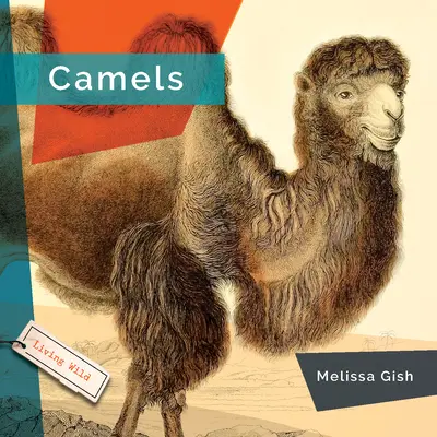 Chameaux - Camels