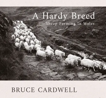 Une race rustique : l'élevage des moutons au Pays de Galles - A Hardy Breed: Sheep Farming in Wales