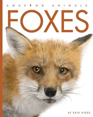 Renards - Foxes